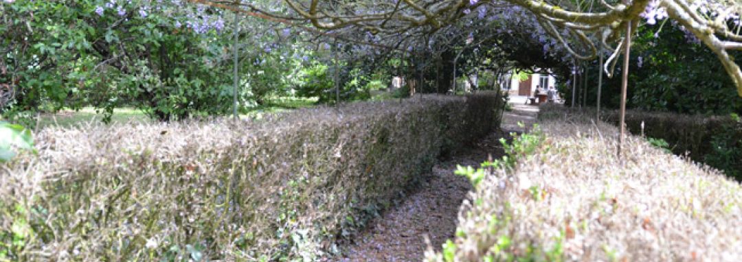 PGI - HJ Les Bourdettes - l'allée de glycine